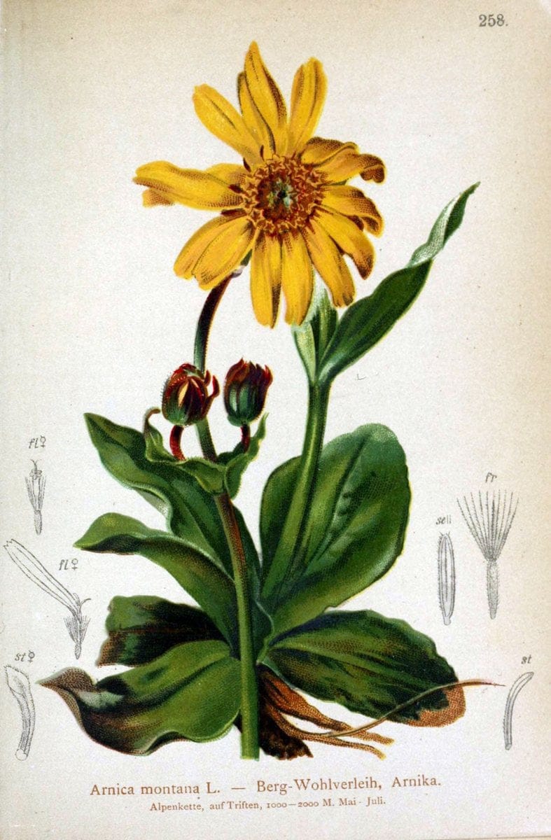 Atlas der Alpenflora /.Wien :Eigenthum und Verlag des Deutschen und Oesterr. Alpenvereins,1882.. |  | Vintage Print Reproduction 459119