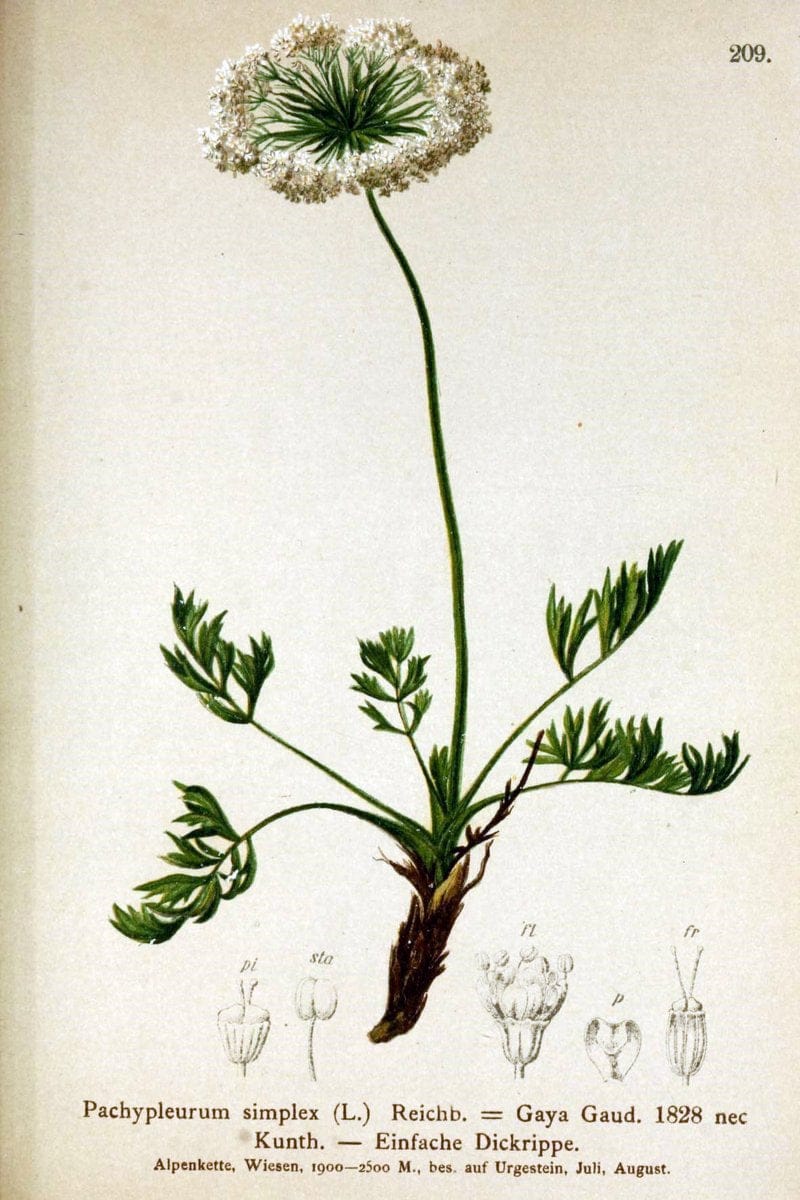 Atlas der Alpenflora /.Wien :Eigenthum und Verlag des Deutschen und Oesterr. Alpenvereins,1882.. |  | Vintage Print Reproduction 459120