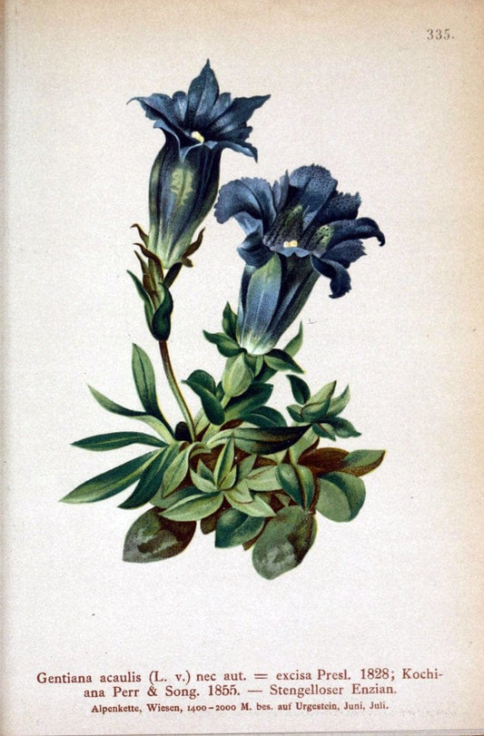 Atlas der Alpenflora /.Wien :Eigenthum und Verlag des Deutschen und Oesterr. Alpenvereins,1882.. |  | Vintage Print Reproduction 459121