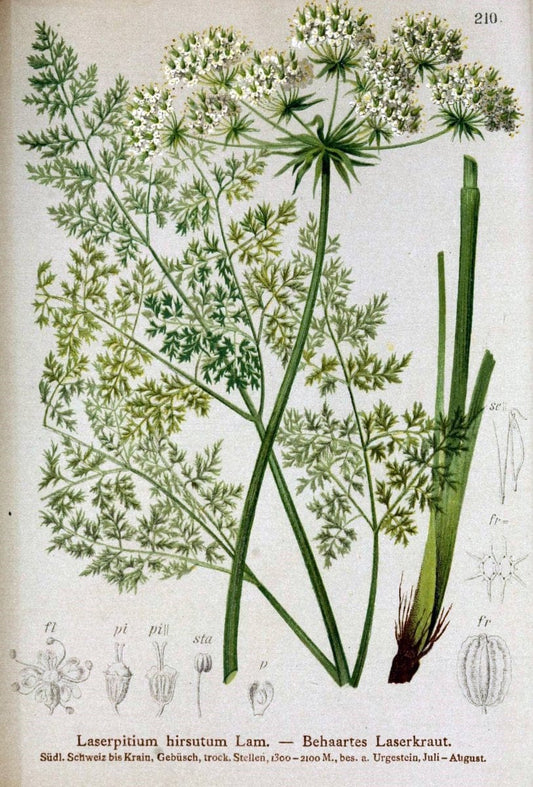 Atlas der Alpenflora /.Wien :Eigenthum und Verlag des Deutschen und Oesterr. Alpenvereins,1882.. |  | Vintage Print Reproduction 459122