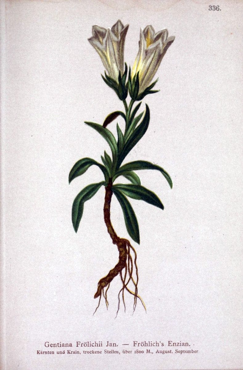 Atlas der Alpenflora /.Wien :Eigenthum und Verlag des Deutschen und Oesterr. Alpenvereins,1882.. |  | Vintage Print Reproduction 459123