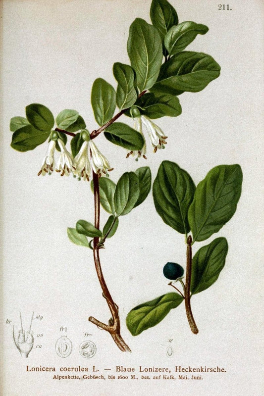 Atlas der Alpenflora /.Wien :Eigenthum und Verlag des Deutschen und Oesterr. Alpenvereins,1882.. |  | Vintage Print Reproduction 459124
