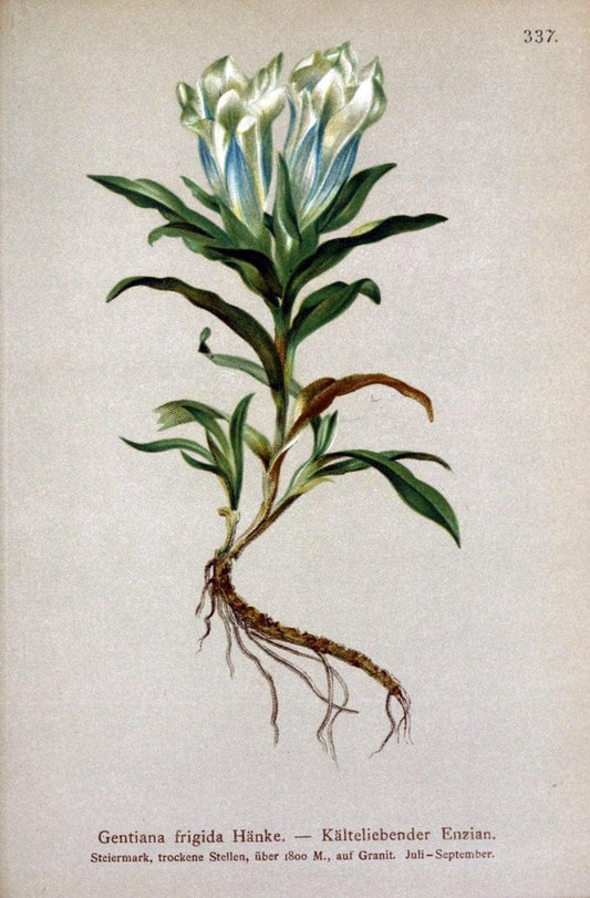 Atlas der Alpenflora /.Wien :Eigenthum und Verlag des Deutschen und Oesterr. Alpenvereins,1882.. |  | Vintage Print Reproduction 459125