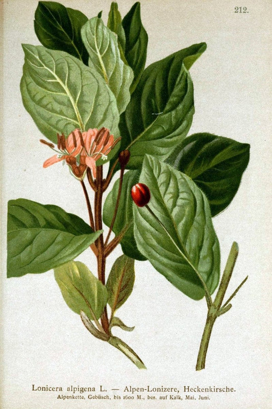 Atlas der Alpenflora /.Wien :Eigenthum und Verlag des Deutschen und Oesterr. Alpenvereins,1882.. |  | Vintage Print Reproduction 459126