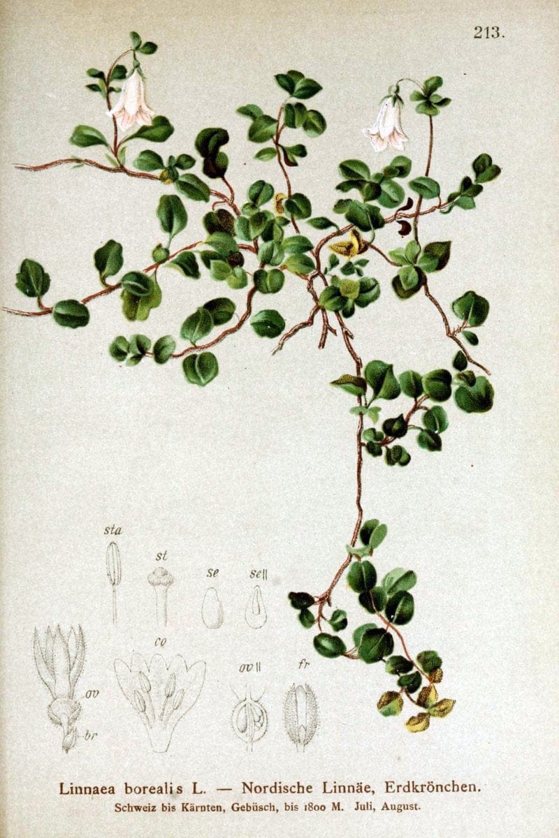 Atlas der Alpenflora /.Wien :Eigenthum und Verlag des Deutschen und Oesterr. Alpenvereins,1882.. |  | Vintage Print Reproduction 459128