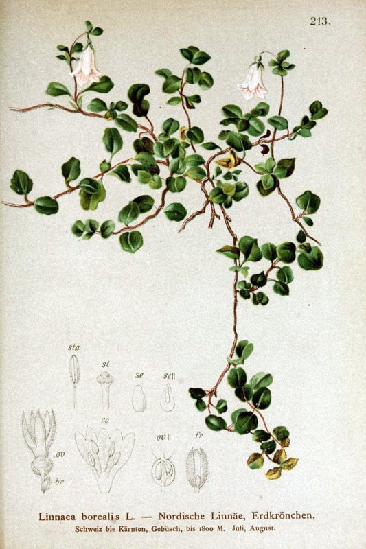 Atlas der Alpenflora /.Wien :Eigenthum und Verlag des Deutschen und Oesterr. Alpenvereins,1882.. |  | Vintage Print Reproduction 459128