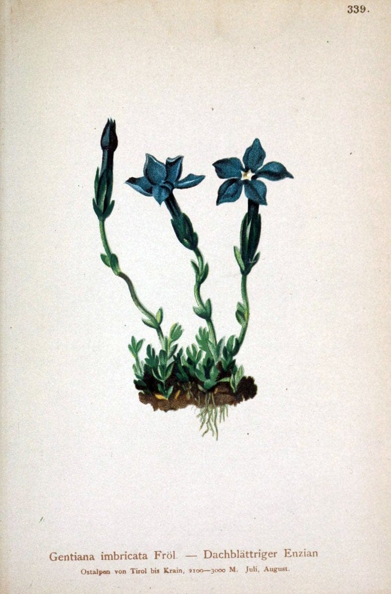 Atlas der Alpenflora /.Wien :Eigenthum und Verlag des Deutschen und Oesterr. Alpenvereins,1882.. |  | Vintage Print Reproduction 459129