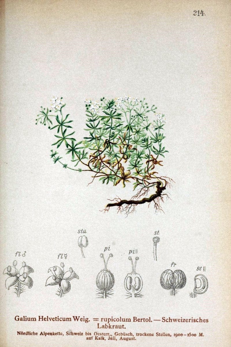 Atlas der Alpenflora /.Wien :Eigenthum und Verlag des Deutschen und Oesterr. Alpenvereins,1882.. |  | Vintage Print Reproduction 459130