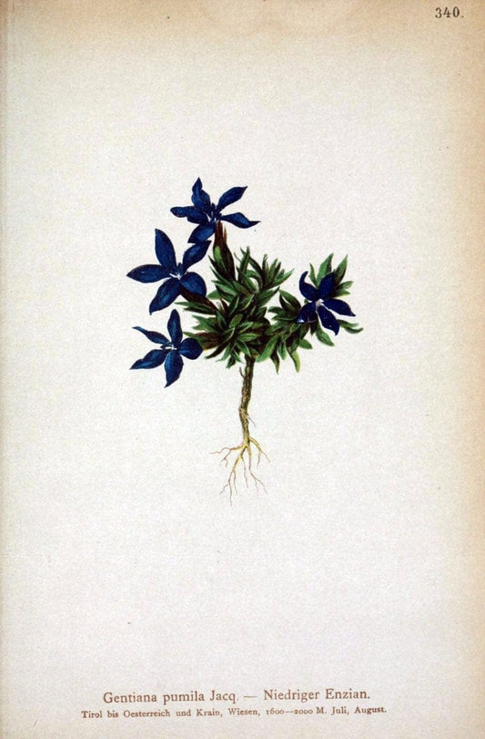 Atlas der Alpenflora /.Wien :Eigenthum und Verlag des Deutschen und Oesterr. Alpenvereins,1882.. |  | Vintage Print Reproduction 459131