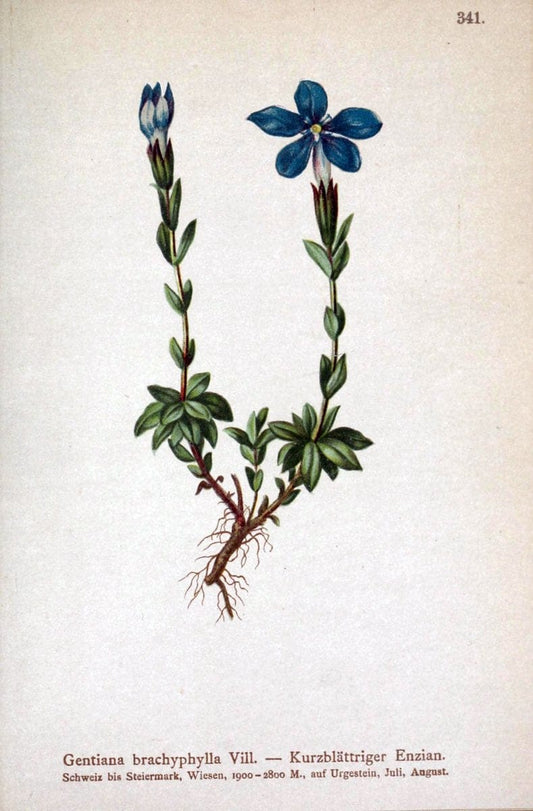 Atlas der Alpenflora /.Wien :Eigenthum und Verlag des Deutschen und Oesterr. Alpenvereins,1882.. |  | Vintage Print Reproduction 459132