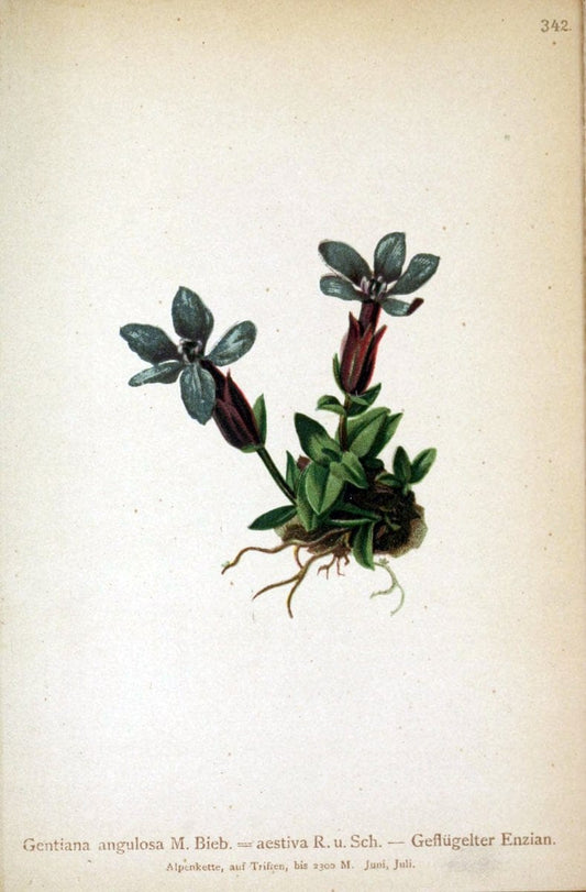 Atlas der Alpenflora /.Wien :Eigenthum und Verlag des Deutschen und Oesterr. Alpenvereins,1882.. |  | Vintage Print Reproduction 459133