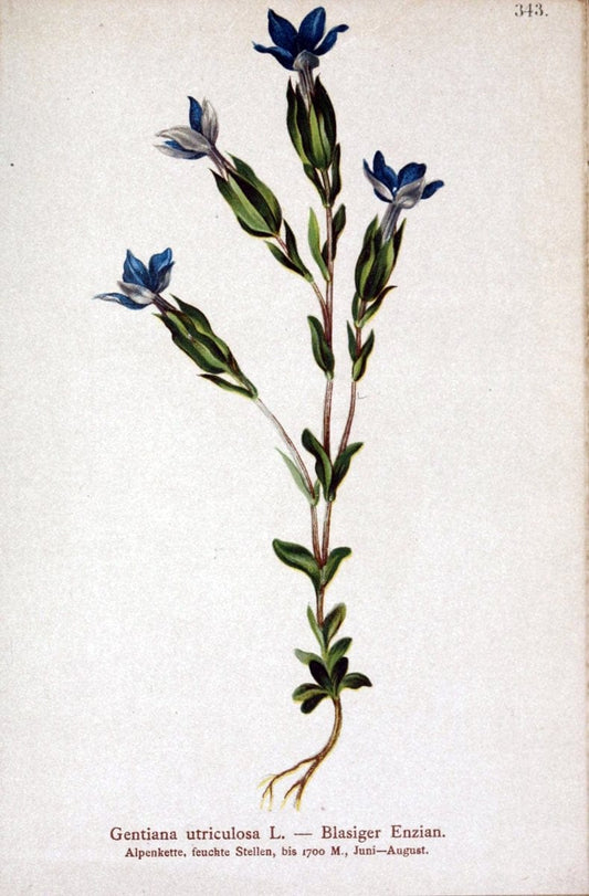 Atlas der Alpenflora /.Wien :Eigenthum und Verlag des Deutschen und Oesterr. Alpenvereins,1882.. |  | Vintage Print Reproduction 459134