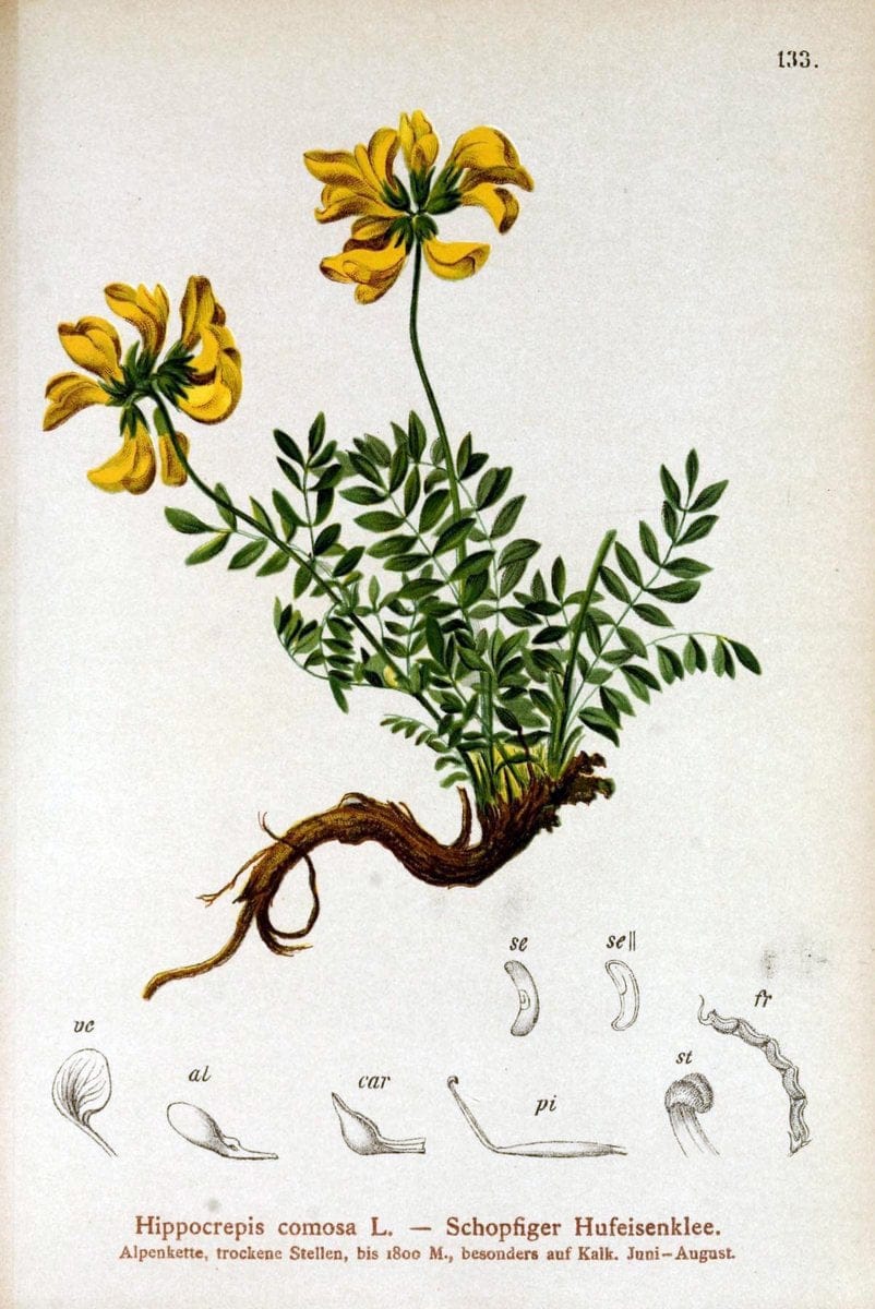 Atlas der Alpenflora /.Wien :Eigenthum und Verlag des Deutschen und Oesterr. Alpenvereins,1882.. |  | Vintage Print Reproduction 459136