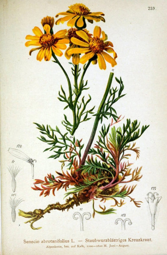 Atlas der Alpenflora /.Wien :Eigenthum und Verlag des Deutschen und Oesterr. Alpenvereins,1882.. |  | Vintage Print Reproduction 459137