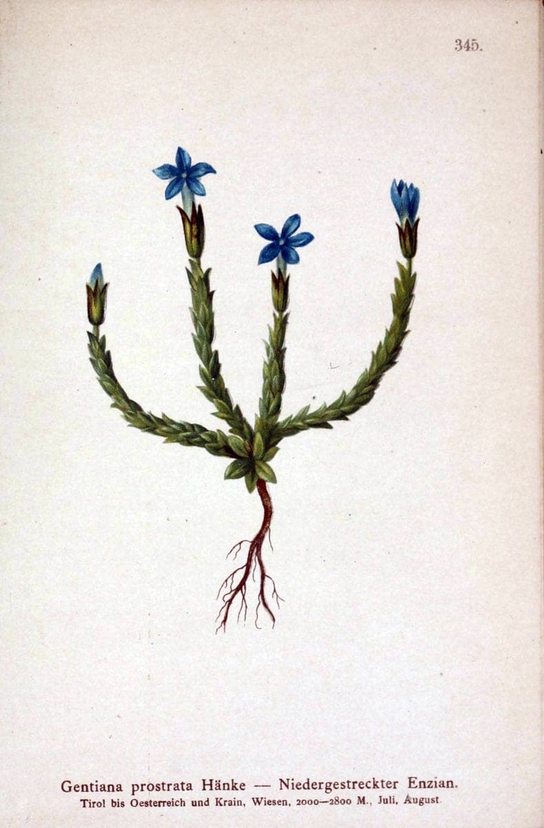 Atlas der Alpenflora /.Wien :Eigenthum und Verlag des Deutschen und Oesterr. Alpenvereins,1882.. |  | Vintage Print Reproduction 459138
