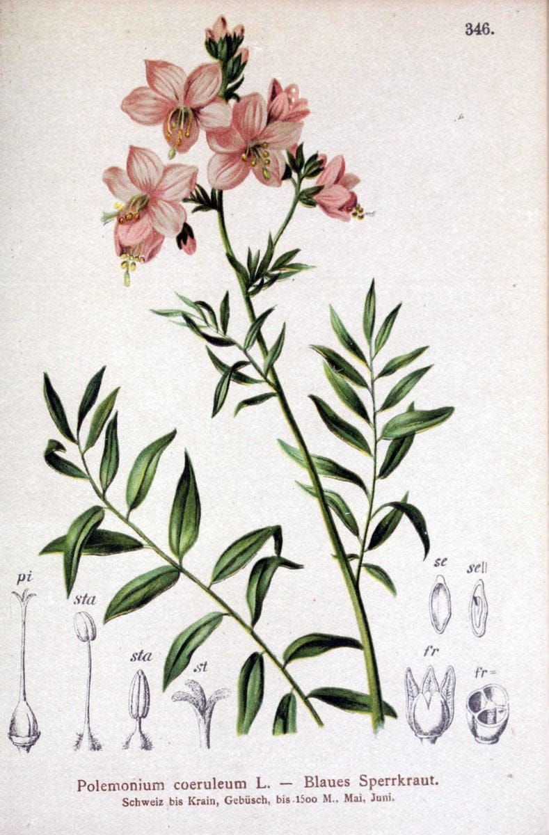 Atlas der Alpenflora /.Wien :Eigenthum und Verlag des Deutschen und Oesterr. Alpenvereins,1882.. |  | Vintage Print Reproduction 459139