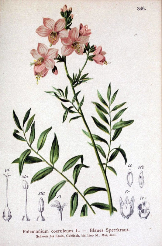 Atlas der Alpenflora /.Wien :Eigenthum und Verlag des Deutschen und Oesterr. Alpenvereins,1882.. |  | Vintage Print Reproduction 459139
