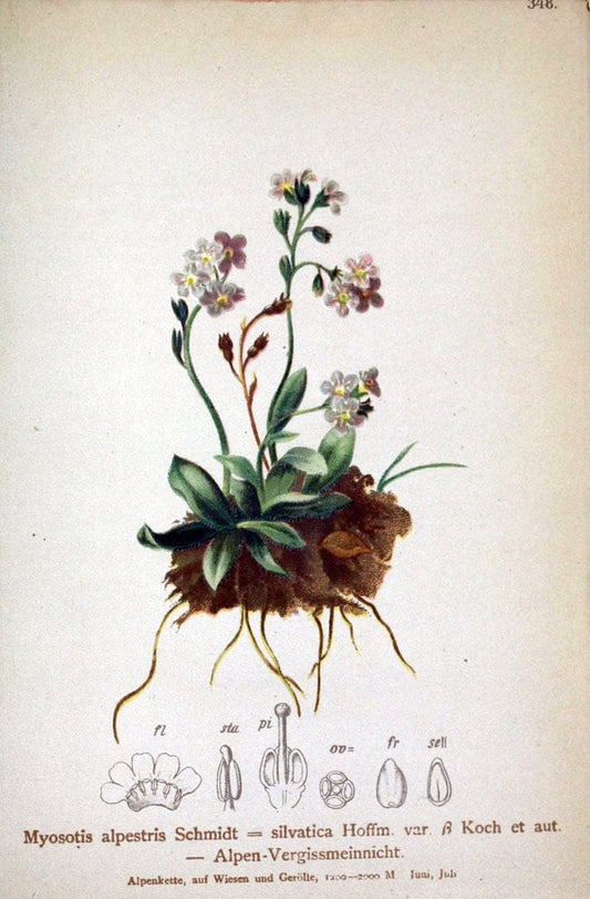 Atlas der Alpenflora /.Wien :Eigenthum und Verlag des Deutschen und Oesterr. Alpenvereins,1882.. |  | Vintage Print Reproduction 459141