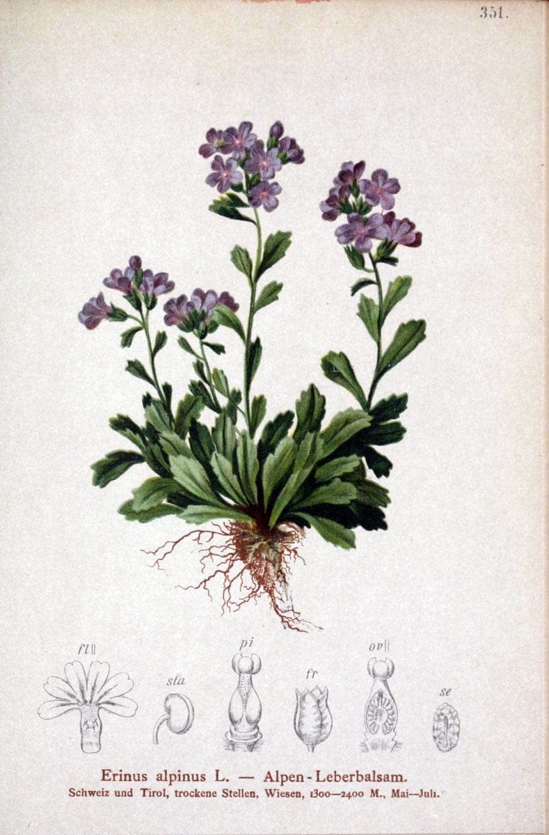 Atlas der Alpenflora /.Wien :Eigenthum und Verlag des Deutschen und Oesterr. Alpenvereins,1882.. |  | Vintage Print Reproduction 459144