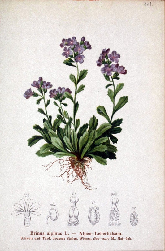 Atlas der Alpenflora /.Wien :Eigenthum und Verlag des Deutschen und Oesterr. Alpenvereins,1882.. |  | Vintage Print Reproduction 459144