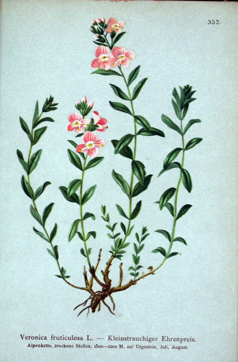 Dragable Image