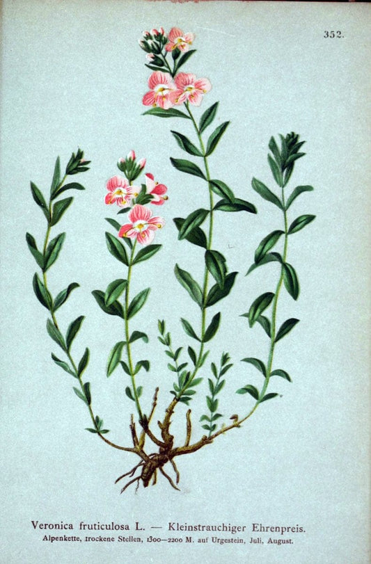 Atlas der Alpenflora /.Wien :Eigenthum und Verlag des Deutschen und Oesterr. Alpenvereins,1882.. |  | Vintage Print Reproduction 459145