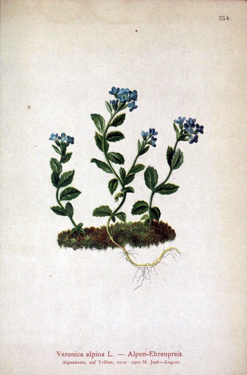 Atlas der Alpenflora /.Wien :Eigenthum und Verlag des Deutschen und Oesterr. Alpenvereins,1882.. |  | Vintage Print Reproduction 459147
