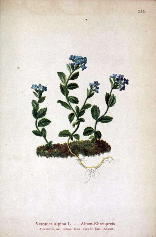 Atlas der Alpenflora /.Wien :Eigenthum und Verlag des Deutschen und Oesterr. Alpenvereins,1882.. |  | Vintage Print Reproduction 459147