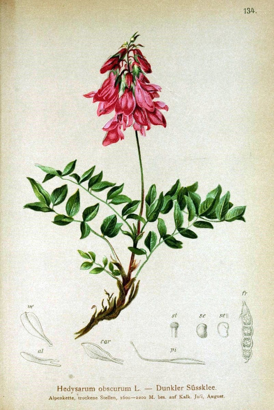 Atlas der Alpenflora /.Wien :Eigenthum und Verlag des Deutschen und Oesterr. Alpenvereins,1882.. |  | Vintage Print Reproduction 459148