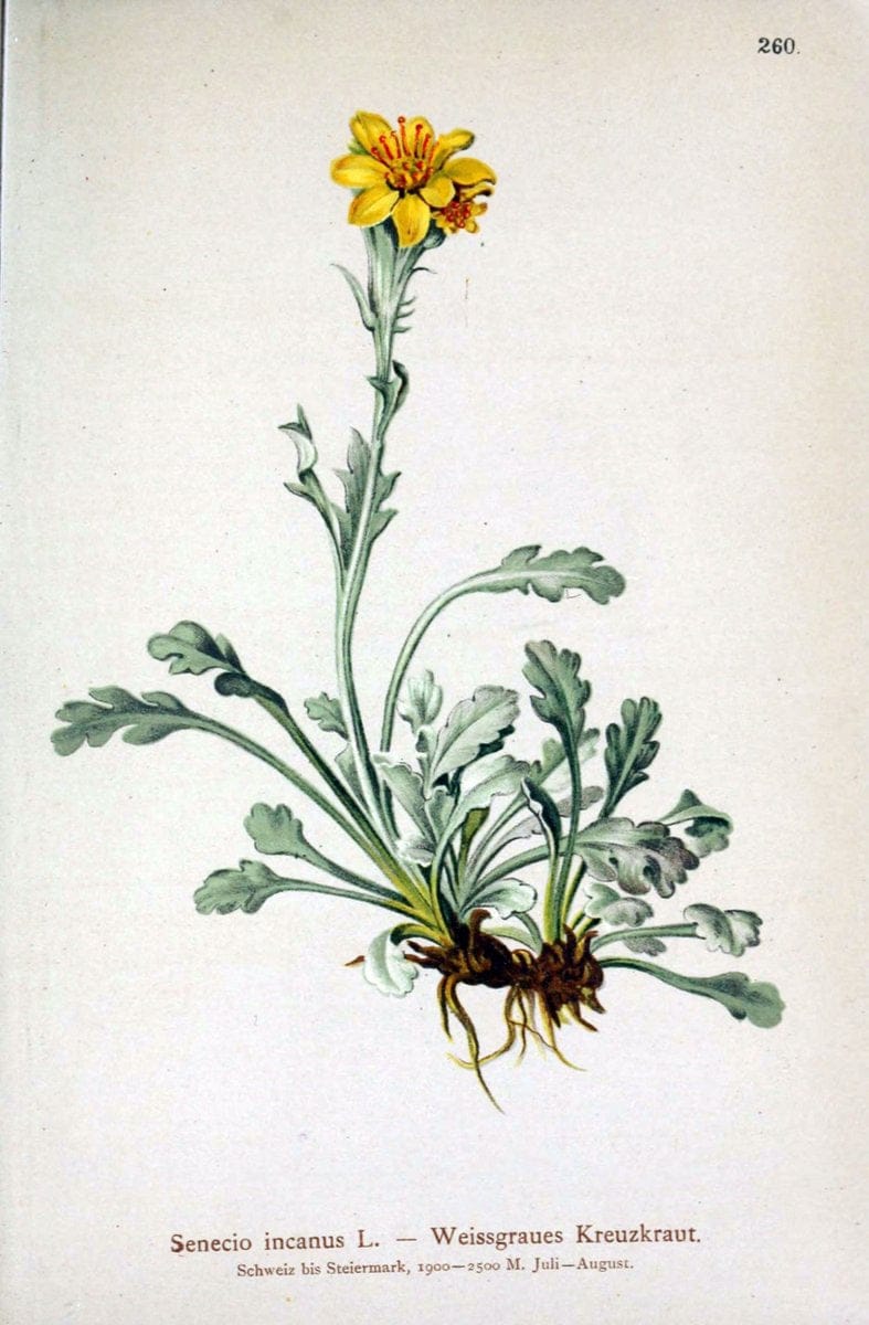 Atlas der Alpenflora /.Wien :Eigenthum und Verlag des Deutschen und Oesterr. Alpenvereins,1882.. |  | Vintage Print Reproduction 459149