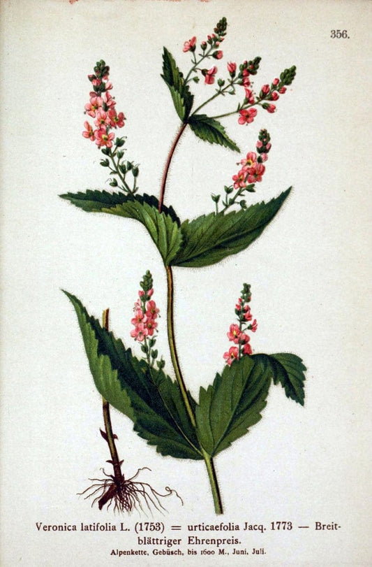Atlas der Alpenflora /.Wien :Eigenthum und Verlag des Deutschen und Oesterr. Alpenvereins,1882.. |  | Vintage Print Reproduction 459151