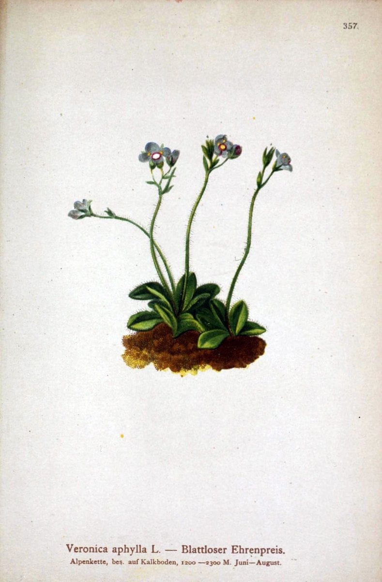 Atlas der Alpenflora /.Wien :Eigenthum und Verlag des Deutschen und Oesterr. Alpenvereins,1882.. |  | Vintage Print Reproduction 459152