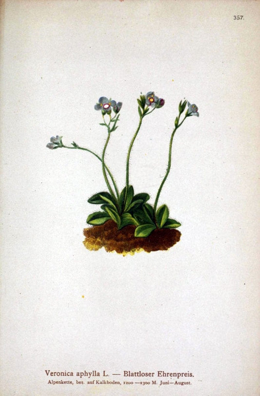 Atlas der Alpenflora /.Wien :Eigenthum und Verlag des Deutschen und Oesterr. Alpenvereins,1882.. |  | Vintage Print Reproduction 459152