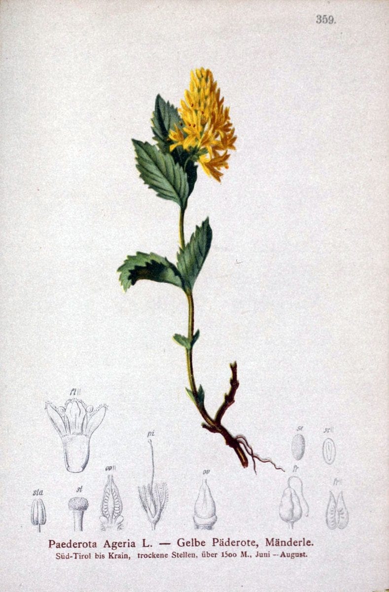 Atlas der Alpenflora /.Wien :Eigenthum und Verlag des Deutschen und Oesterr. Alpenvereins,1882.. |  | Vintage Print Reproduction 459154