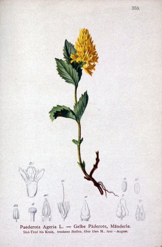 Atlas der Alpenflora /.Wien :Eigenthum und Verlag des Deutschen und Oesterr. Alpenvereins,1882.. |  | Vintage Print Reproduction 459154