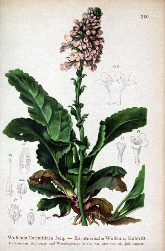 Atlas der Alpenflora /.Wien :Eigenthum und Verlag des Deutschen und Oesterr. Alpenvereins,1882.. |  | Vintage Print Reproduction 459155
