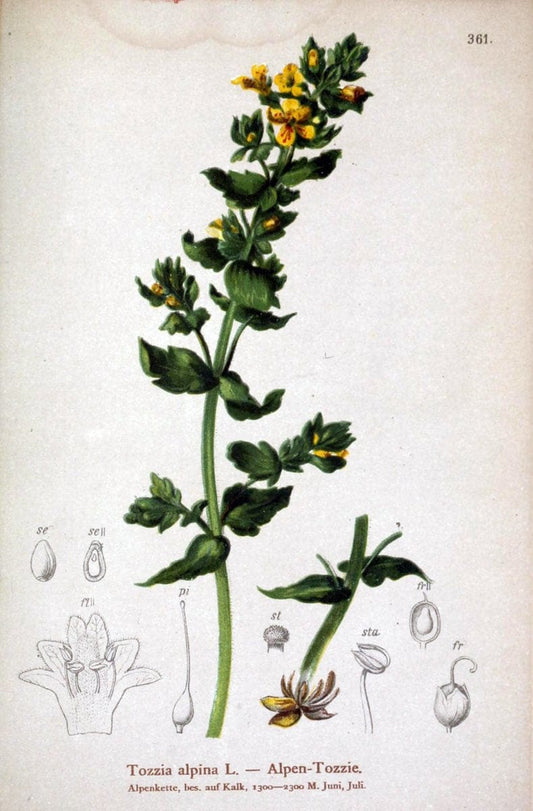 Atlas der Alpenflora /.Wien :Eigenthum und Verlag des Deutschen und Oesterr. Alpenvereins,1882.. |  | Vintage Print Reproduction 459156