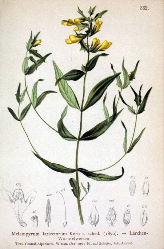 Atlas der Alpenflora /.Wien :Eigenthum und Verlag des Deutschen und Oesterr. Alpenvereins,1882.. |  | Vintage Print Reproduction 459157