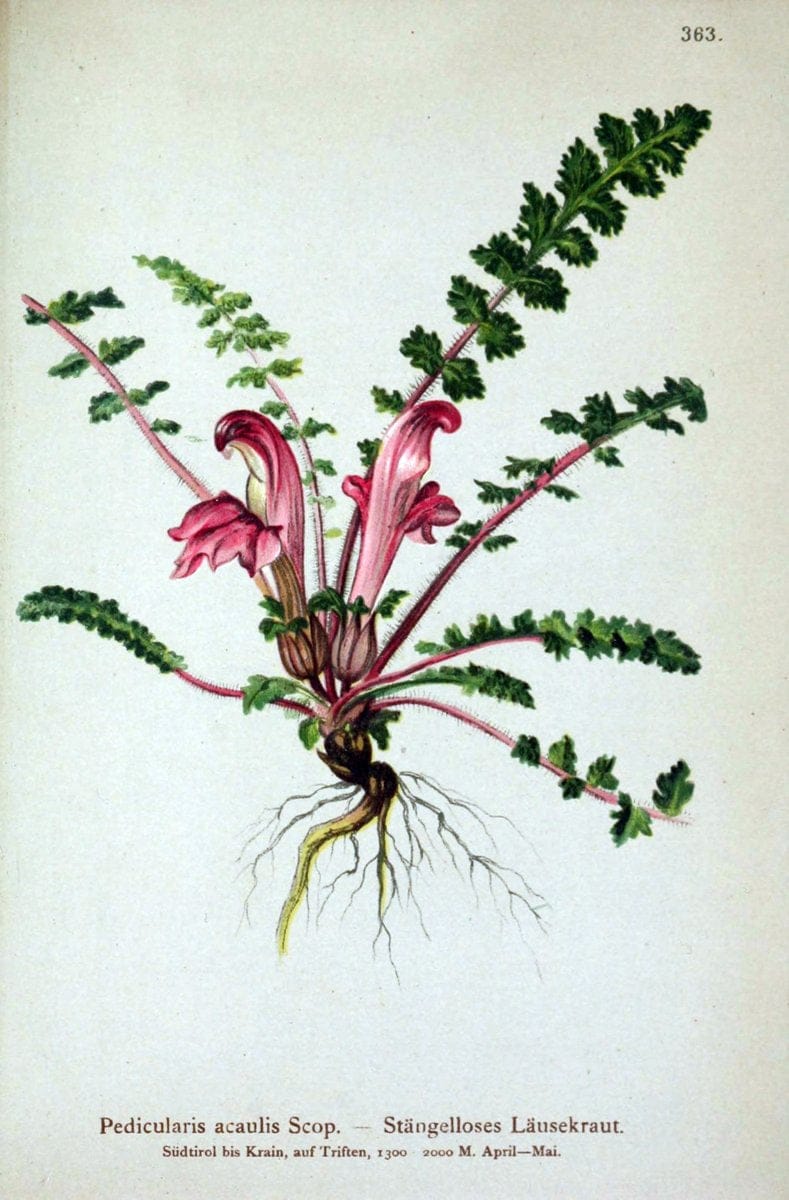 Atlas der Alpenflora /.Wien :Eigenthum und Verlag des Deutschen und Oesterr. Alpenvereins,1882.. |  | Vintage Print Reproduction 459158