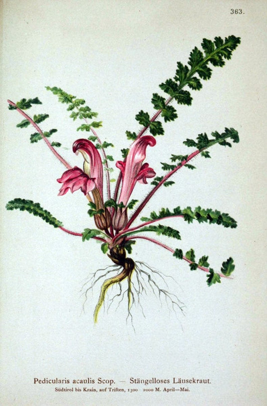 Atlas der Alpenflora /.Wien :Eigenthum und Verlag des Deutschen und Oesterr. Alpenvereins,1882.. |  | Vintage Print Reproduction 459158