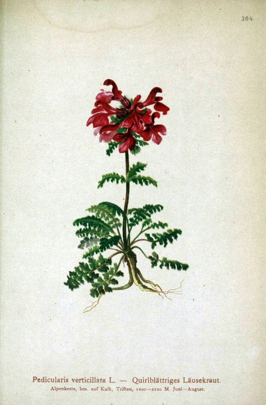Atlas der Alpenflora /.Wien :Eigenthum und Verlag des Deutschen und Oesterr. Alpenvereins,1882.. |  | Vintage Print Reproduction 459159