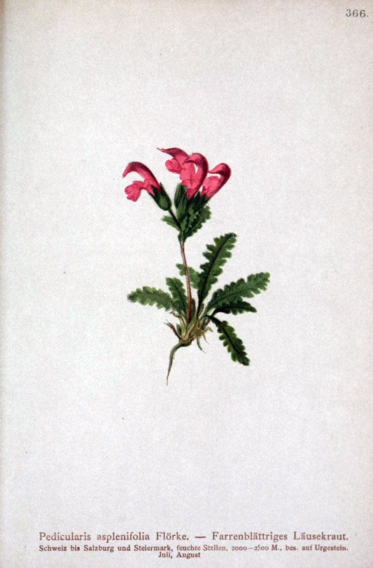 Atlas der Alpenflora /.Wien :Eigenthum und Verlag des Deutschen und Oesterr. Alpenvereins,1882.. |  | Vintage Print Reproduction 459163