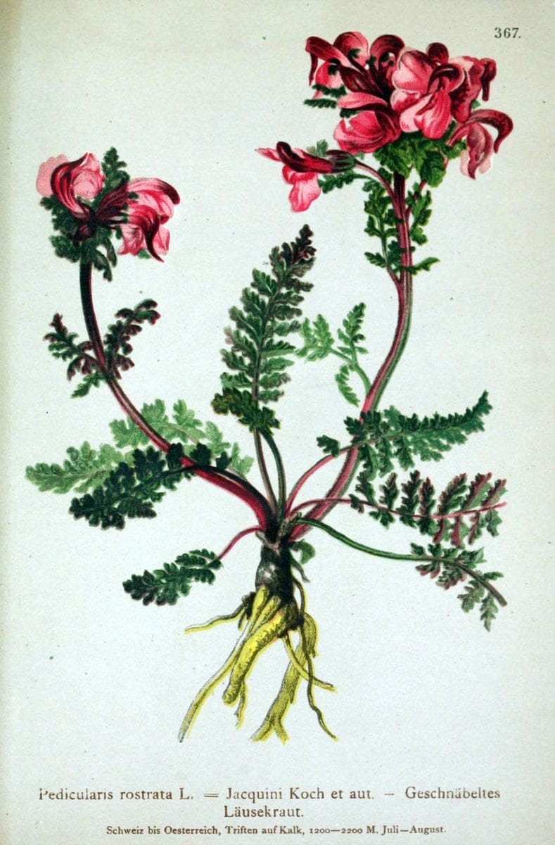 Dragable Image