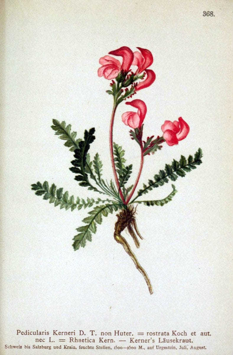 Atlas der Alpenflora /.Wien :Eigenthum und Verlag des Deutschen und Oesterr. Alpenvereins,1882.. |  | Vintage Print Reproduction 459165