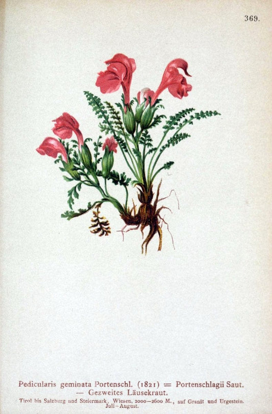 Atlas der Alpenflora /.Wien :Eigenthum und Verlag des Deutschen und Oesterr. Alpenvereins,1882.. |  | Vintage Print Reproduction 459166