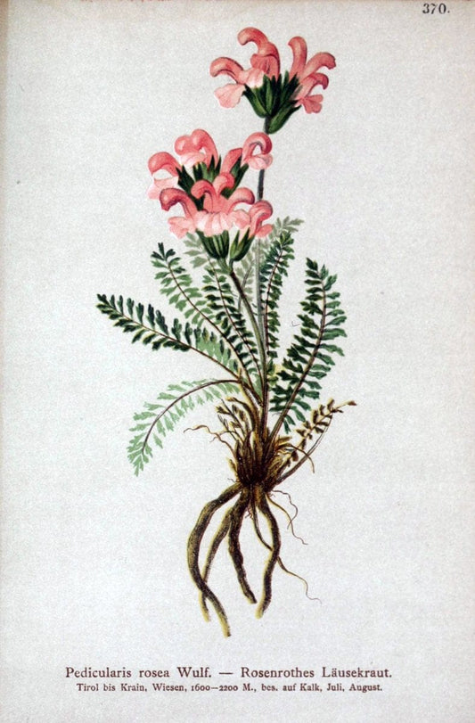 Atlas der Alpenflora /.Wien :Eigenthum und Verlag des Deutschen und Oesterr. Alpenvereins,1882.. |  | Vintage Print Reproduction 459167