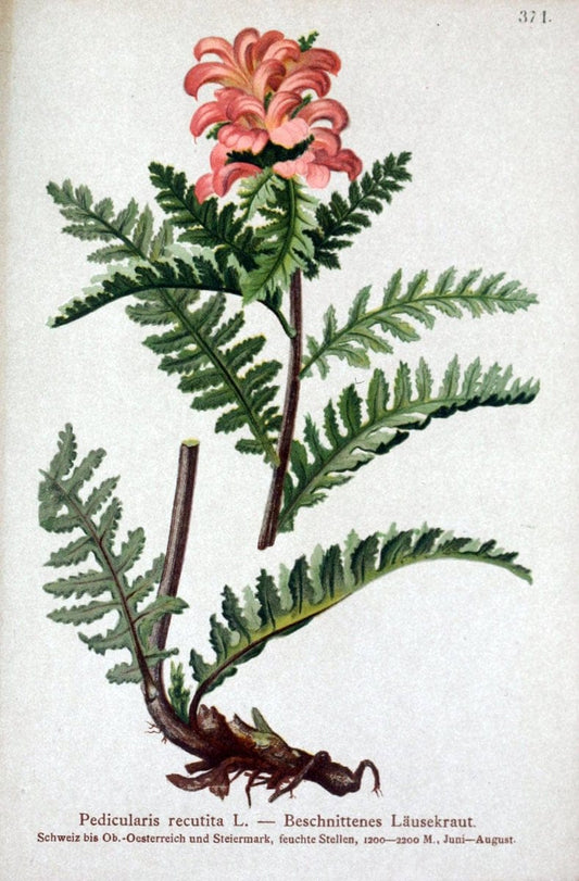 Atlas der Alpenflora /.Wien :Eigenthum und Verlag des Deutschen und Oesterr. Alpenvereins,1882.. |  | Vintage Print Reproduction 459168