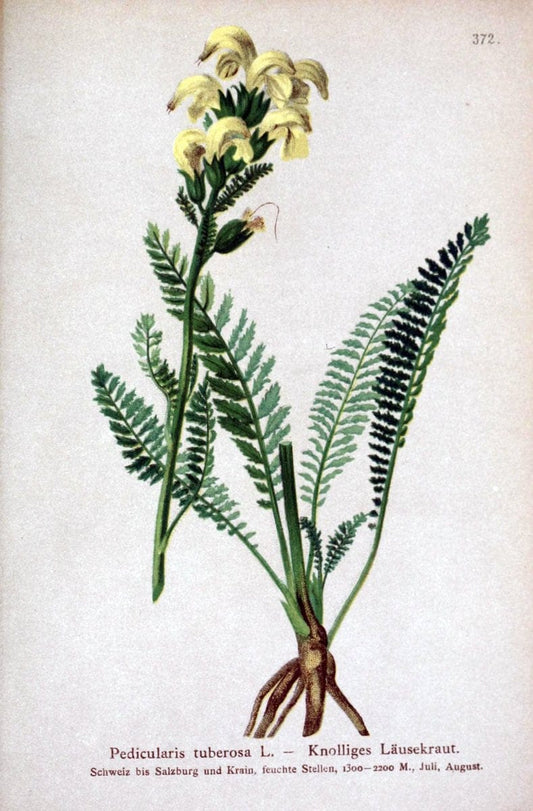 Atlas der Alpenflora /.Wien :Eigenthum und Verlag des Deutschen und Oesterr. Alpenvereins,1882.. |  | Vintage Print Reproduction 459169