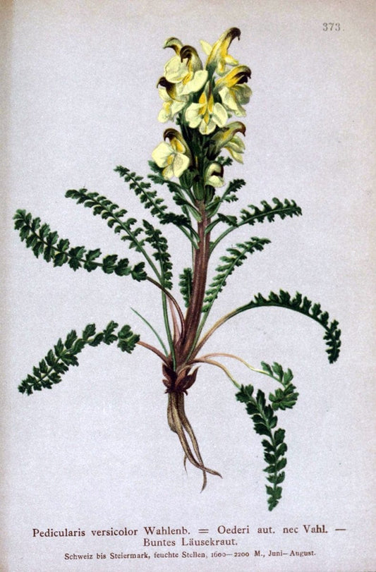 Atlas der Alpenflora /.Wien :Eigenthum und Verlag des Deutschen und Oesterr. Alpenvereins,1882.. |  | Vintage Print Reproduction 459170