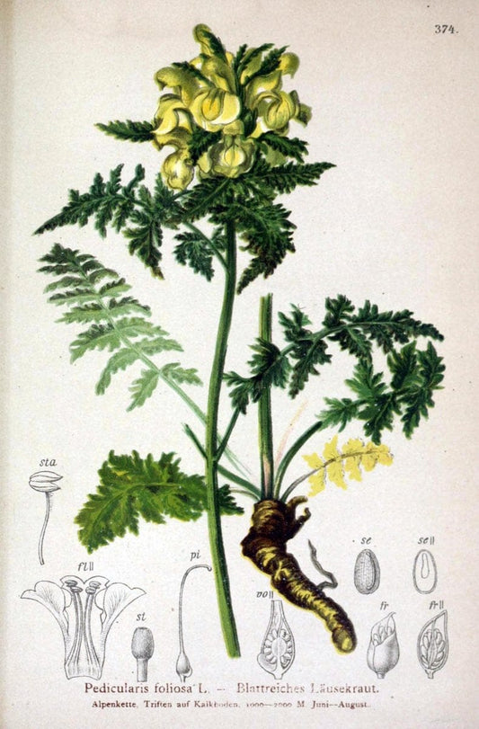 Atlas der Alpenflora /.Wien :Eigenthum und Verlag des Deutschen und Oesterr. Alpenvereins,1882.. |  | Vintage Print Reproduction 459171